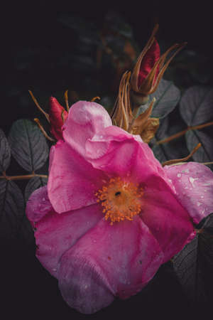 Beautiful Wild Pink Roses Close-up. Beautiful Roses on Natural Backgroundの写真素材
