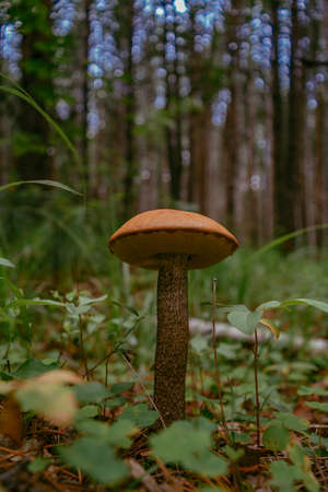 Mushrooms in the forest.の写真素材