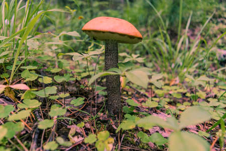 Mushrooms in the forest.の写真素材