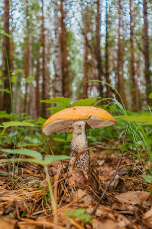 Mushrooms in the forest.