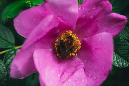 Bumblebee on a wild rose flower close-upの写真素材