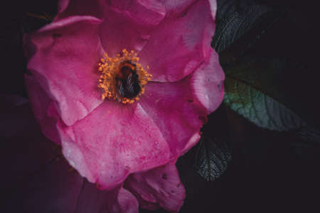 Bumblebee on a wild rose flower close-upの写真素材