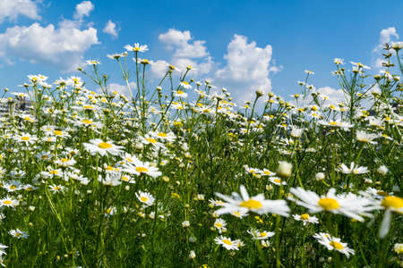 Chamomile on the meadow close-up sunny summer dayの写真素材