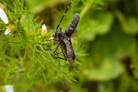 Big capricorn beetle is sitting on a daisy close-up summer dayの写真素材