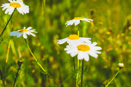 Daisy chamomile flowers field in garden, medow of daisiesの写真素材