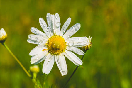 Daisy chamomile flowers field in garden, medow of daisiesの写真素材