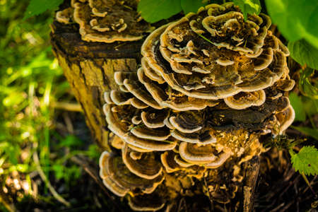 Wood parasitic fungus, which is a natural storehouse of medicinal substances.