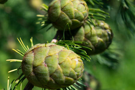Green cones of larch close-up beautiful backgroundの写真素材