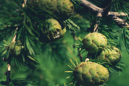 Green cones of larch close-up beautiful backgroundの写真素材