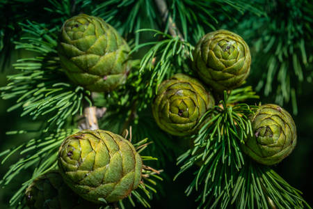 Green cones of larch close-up beautiful backgroundの写真素材