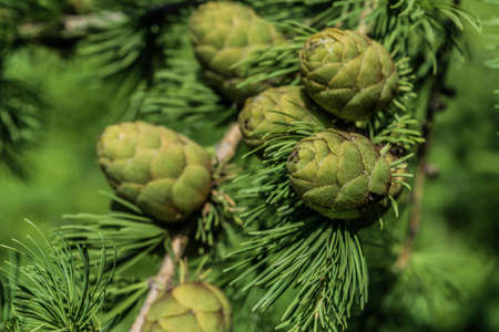 Green cones of larch close-up beautiful backgroundの写真素材