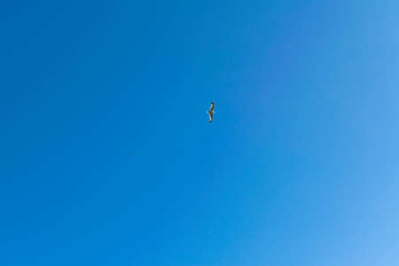 Beautiful seagull soar in the bright summer blue sky.の写真素材