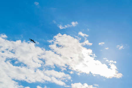 Beautiful seagull soar in the bright summer blue sky.の写真素材
