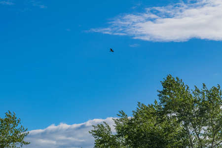Beautiful seagull soar in the bright summer blue sky.の写真素材