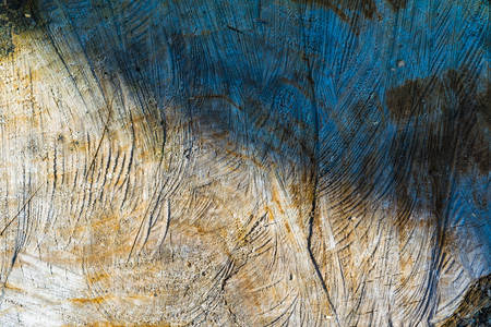 stump of oak tree felled - section of the trunk with annual ringsの写真素材