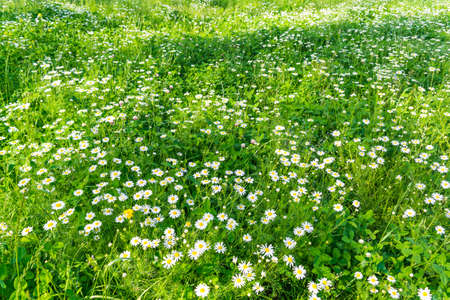 Flowering daisies on a meadow beautiful backgroundの写真素材