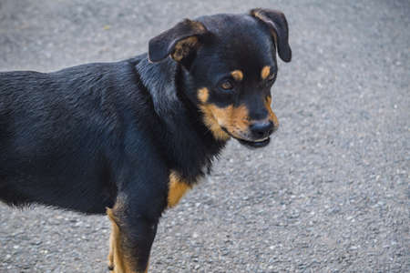 A dog mongrel walks on the sidewalk a sunny summer day