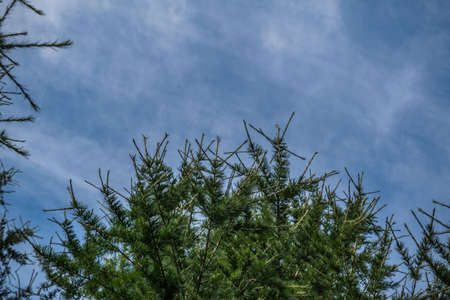 Background for design, coniferous trees fir tree and branches against a blue sky