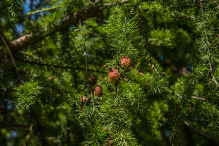 Beautiful tree branches with young light green shootsの写真素材