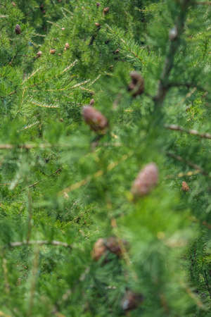 Beautiful tree branches with young light green shoots