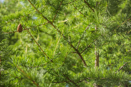 Beautiful tree branches with young light green shootsの写真素材