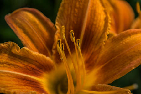 Vibrant yellow lilies in a summer garden.の写真素材