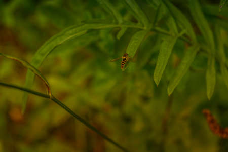 Episyrphus belteatus hoverfly insect macro on a leafの写真素材