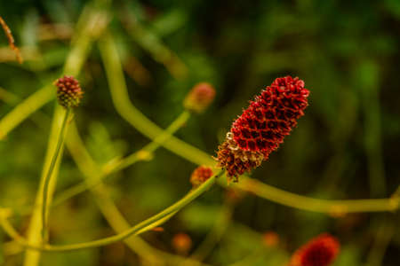 Great burnet Sanguisorba officinalis Greater burnet flowerの写真素材