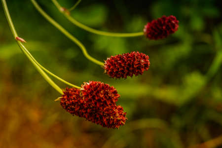 Great burnet Sanguisorba officinalis Greater burnet flower