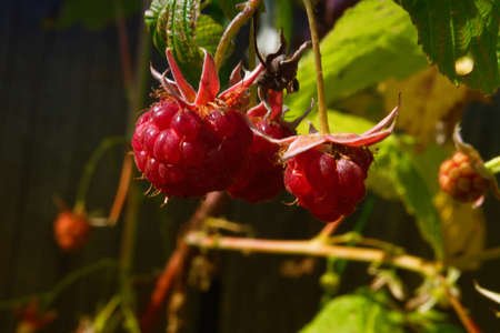 close-up of the ripe raspberry in the fruit garden