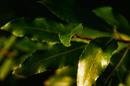 green leaves background in sunny day close-upの写真素材