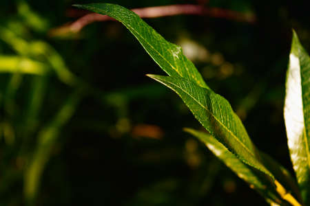 green leaves background in sunny day close-up