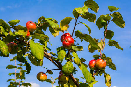 Ripe red apples on a branch against a blue summer skyの写真素材