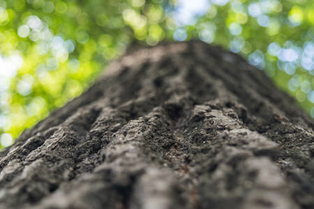 tree trunk, view on the tall tree from the bottom