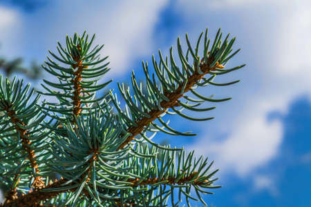 Blue spruce branches against the sky close-upの写真素材
