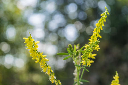 Soft-focus close-up of yellow flowers. summer dayの写真素材