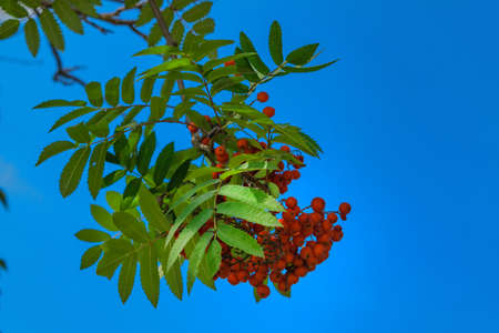 Branches of mountain ash with bright red berries against the blue sky backgroundの写真素材