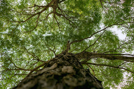 Branches of trees in the view from below into the sky