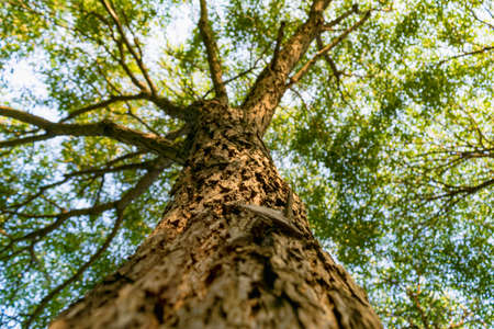 Branches of trees in the view from below into the sky