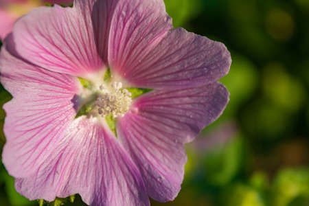 Beautiful pink flower. Pink mallow in the garden, closeup.