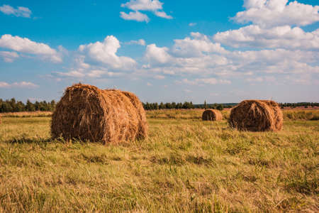 summer rural landscape with a field and hay.の写真素材