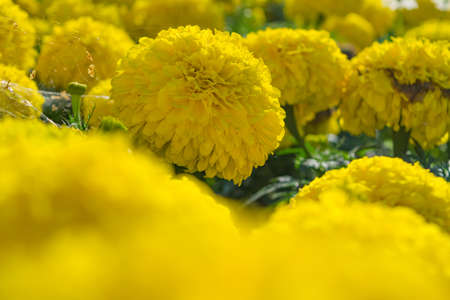 Lots of beautiful marigold flowers in the garden.の写真素材