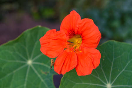 Bright red mallow flowers with green leaves close upの写真素材