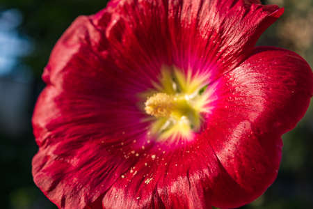 Bright red mallow flowers with green leaves close up