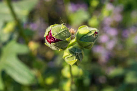 Close-up of red mallowsの写真素材