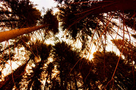 autumn forest landscape at sunset in the Ural Mountainsの写真素材