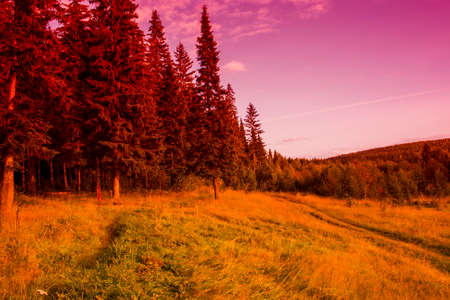 autumn forest landscape at sunset in the Ural Mountainsの写真素材