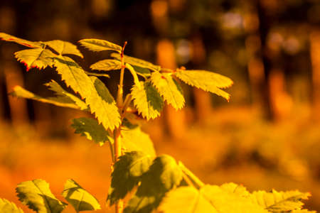 autumn forest landscape at sunset in the Ural Mountainsの写真素材