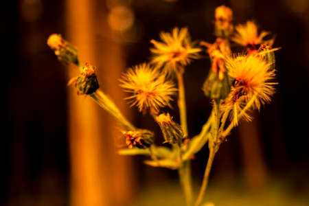 autumn forest landscape at sunset in the Ural Mountainsの写真素材