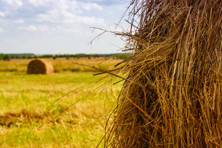 summer rural landscape with a field and hay.